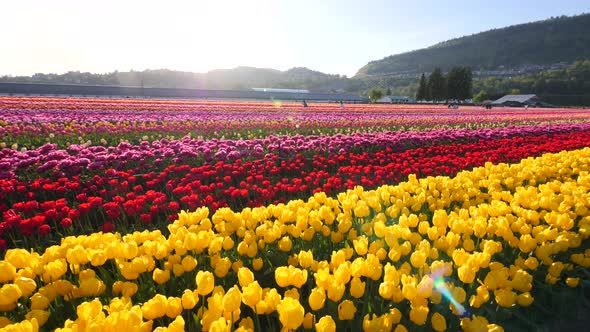 Yellow tulip flowers growing in a field.