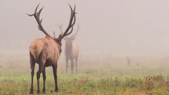 Bull Elk Video Clip in Autumn