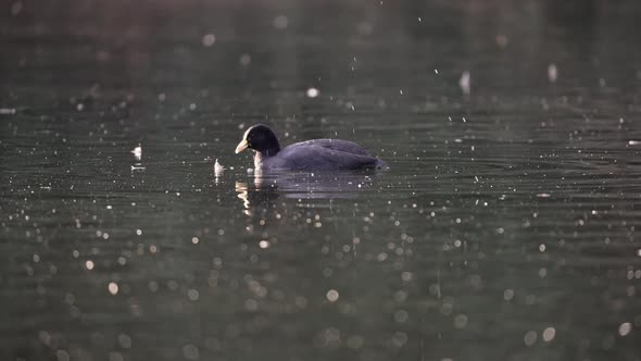 4K wildlife landscape of a white winged coot, fulica leucoptera; foraging on a swampy lake for aquat