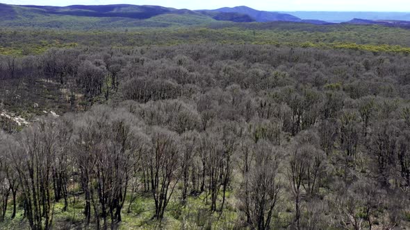 Aerial footage of forest regeneration after bushfires in Australia