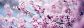 Tree flowers blossom - PhotoDune Item for Sale