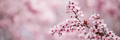 Tree flowers blossom - PhotoDune Item for Sale