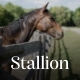 Stallion - An Equestrian Club and Horse Riding School WordPess Theme - ThemeForest Item for Sale