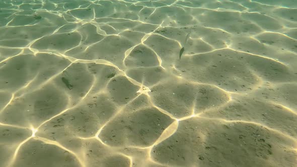 Group of Striped Fish Looking for Food at Sand Bottom, Snorkeling View