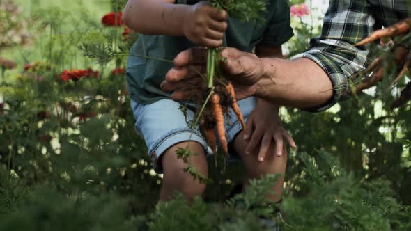 Tracking video of boy picking carrots from a vegetable patch. Shot with RED helium camera in 8K.