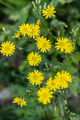 beautiful small yellow flowers blooming in spring - PhotoDune Item for Sale