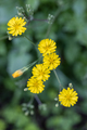 beautiful small yellow flowers on green grass - PhotoDune Item for Sale