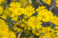 bright small yellow flowers in spring - PhotoDune Item for Sale