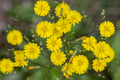 blooming small yellow flowers - PhotoDune Item for Sale
