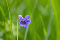 purple small flower on green background - PhotoDune Item for Sale