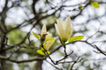 beige magnolia flowers in spring - PhotoDune Item for Sale