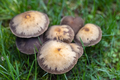 wild mushrooms in park lawn - PhotoDune Item for Sale
