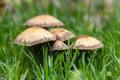wild mushrooms on park lawn - PhotoDune Item for Sale