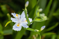 Iris japonica flower closeup - PhotoDune Item for Sale