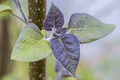 close-up of the new leaves of paulownia - PhotoDune Item for Sale