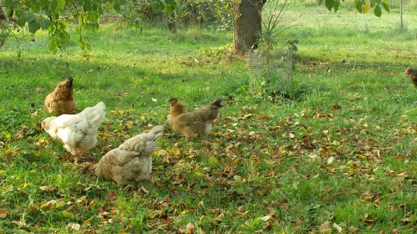 Flock of Hens, Araucan, Other Breeds Others, Breeding in Extensive Natural Conditions, Hens Are