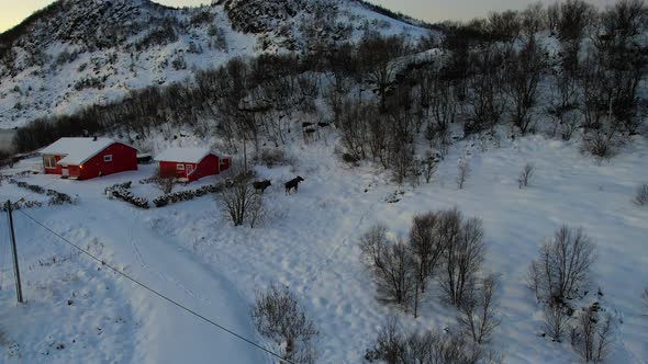 Moose passing by a Norwegian traditional house in Vesterålen Northern Norway. Langøya, Norwegian moo