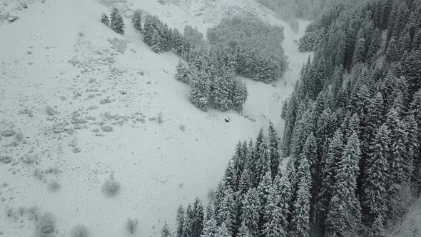 The winter forest in the mountains is covered with fresh snow. Snow falls in the forest.