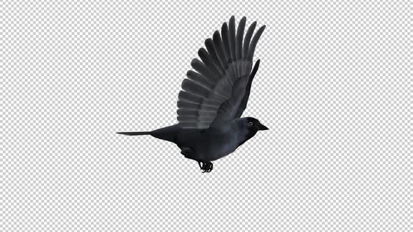 Eurasian Jackdaw - Flying Loop - Side View CU - Alpha Channel