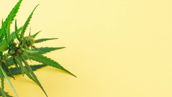 a Large Bush of Fresh Green Marijuana Lies on a Pastel Yellow Background with