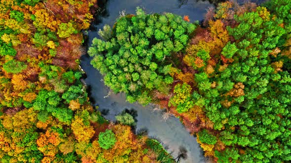 Brown autumn forest and river. Aerial view of wildlife.