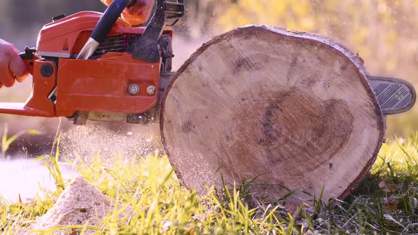 Professional Cutting And Cleaning Of Old Trees In Autumn Forest alt
