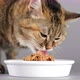 Cat eats food from a bowl, close up. 4K UHD video - VideoHive Item for Sale