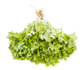 fresh bunch of curly endive lettuce isolated - PhotoDune Item for Sale