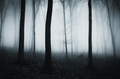 Dark spooky haunted forest - PhotoDune Item for Sale