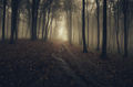 Autumn path through the foggy woods - PhotoDune Item for Sale