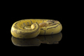 Multicoloured snake ball royal python isolated on black background - PhotoDune Item for Sale