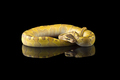 Multicoloured snake ball royal python isolated on black background - PhotoDune Item for Sale