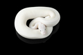 White snake ball royal python isolated on black background - PhotoDune Item for Sale