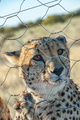 Cheetah, Acinonyx jubatus, in captivity in northern Namibia - PhotoDune Item for Sale