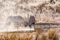 Two oryx bulls fighting in the Kgalagadi - PhotoDune Item for Sale