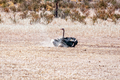 Male Ostrich, Struthio camelus, taking a dust bath - PhotoDune Item for Sale