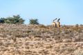 Necking South African giraffes in the arid Kgalagadi - PhotoDune Item for Sale