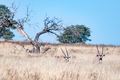 Two oryx in tall grass in the arid Kgalagadi - PhotoDune Item for Sale