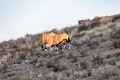 Oryx grazing in the arid Kgalagadi - PhotoDune Item for Sale