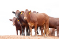 Afrikaner cattle in the Kalahari - PhotoDune Item for Sale
