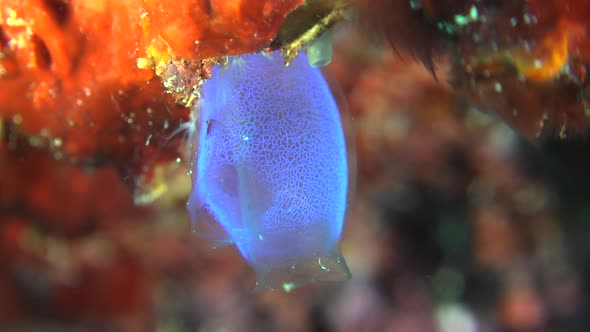 Blue sea squirt super close up on colorful coral reef