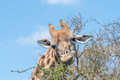 Giraffe with tongue visible - PhotoDune Item for Sale