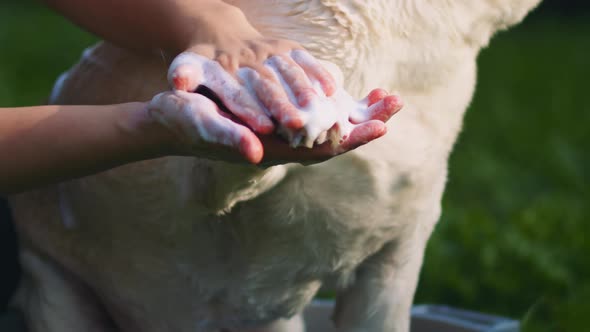 A person washing white Beagle-Labrador mix dog's paw with soap, in the park