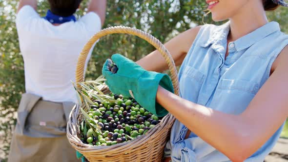 Farmer holding a basket of olives in farm 4k