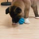 Akita puppy playing with dog's toy - VideoHive Item for Sale