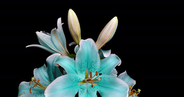 Time-lapse Shot of Unfolding Blue Lily Flower Isolated on Black Background