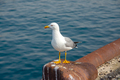 seagull on mediterranean sea - PhotoDune Item for Sale