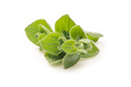 Oregano Bright Green Leaves. Fresh Oregano Isolated on a White Background - PhotoDune Item for Sale