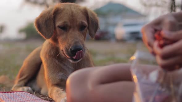 Close up shot of a woman feeding a hungry homeless mongrel dog with chicken meat and bones, helping