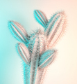 Cactus pastel colored art gallery Style. Creative cacti concept. - PhotoDune Item for Sale